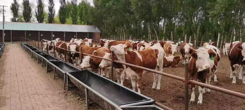 西門塔爾繁殖牛