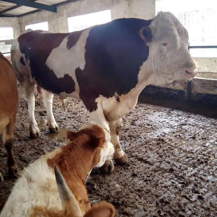 種公牛的飼養管理